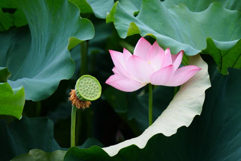 莲花绽放 绿叶相伴图片