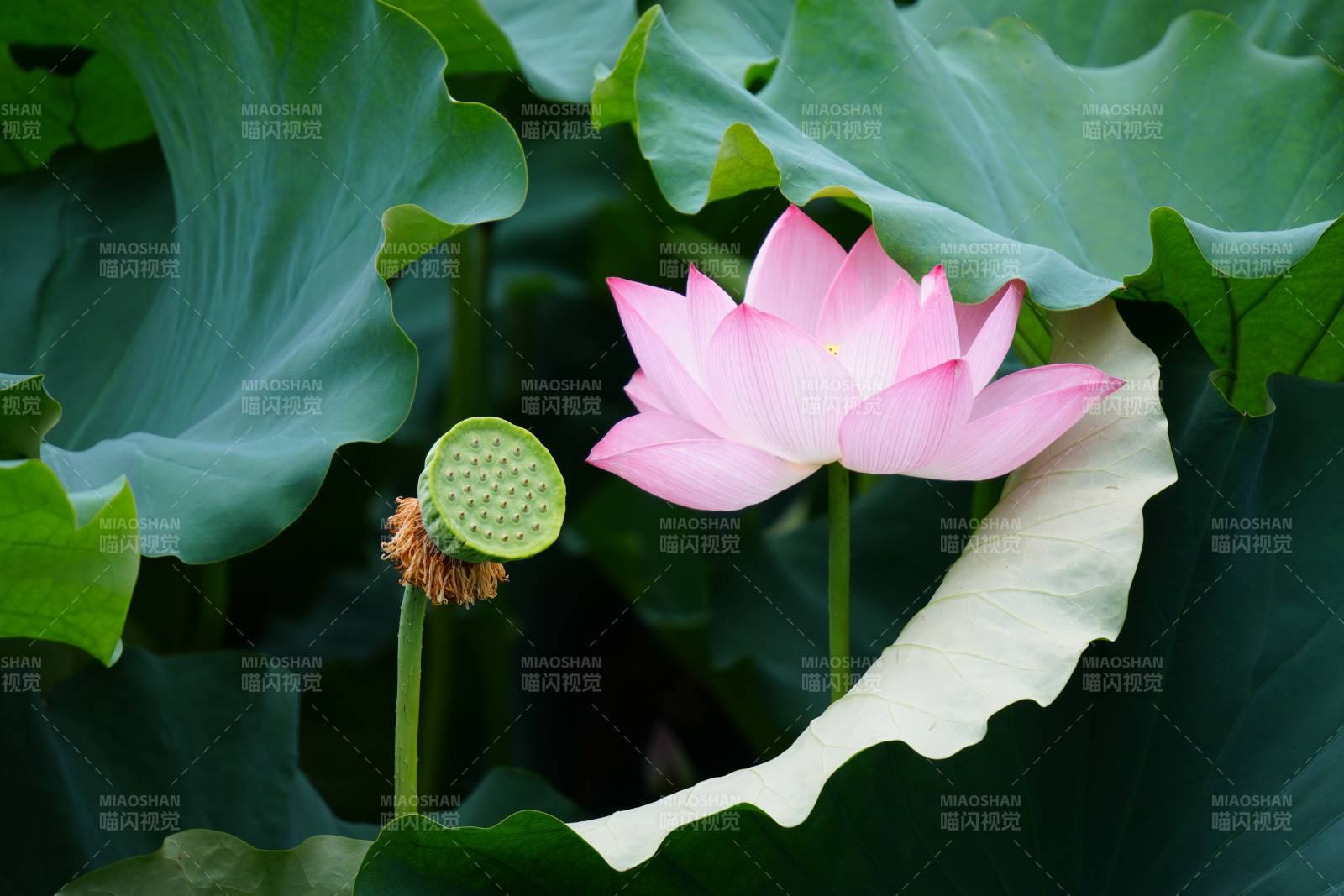 莲花绽放 绿叶相伴图片