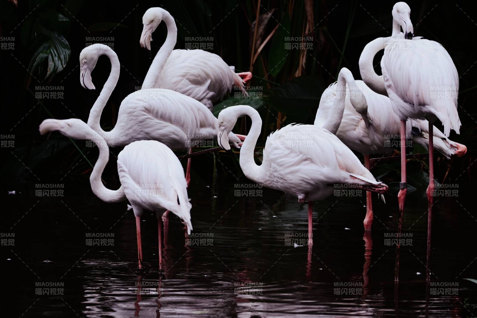 粉红火烈鸟的优雅时刻图片