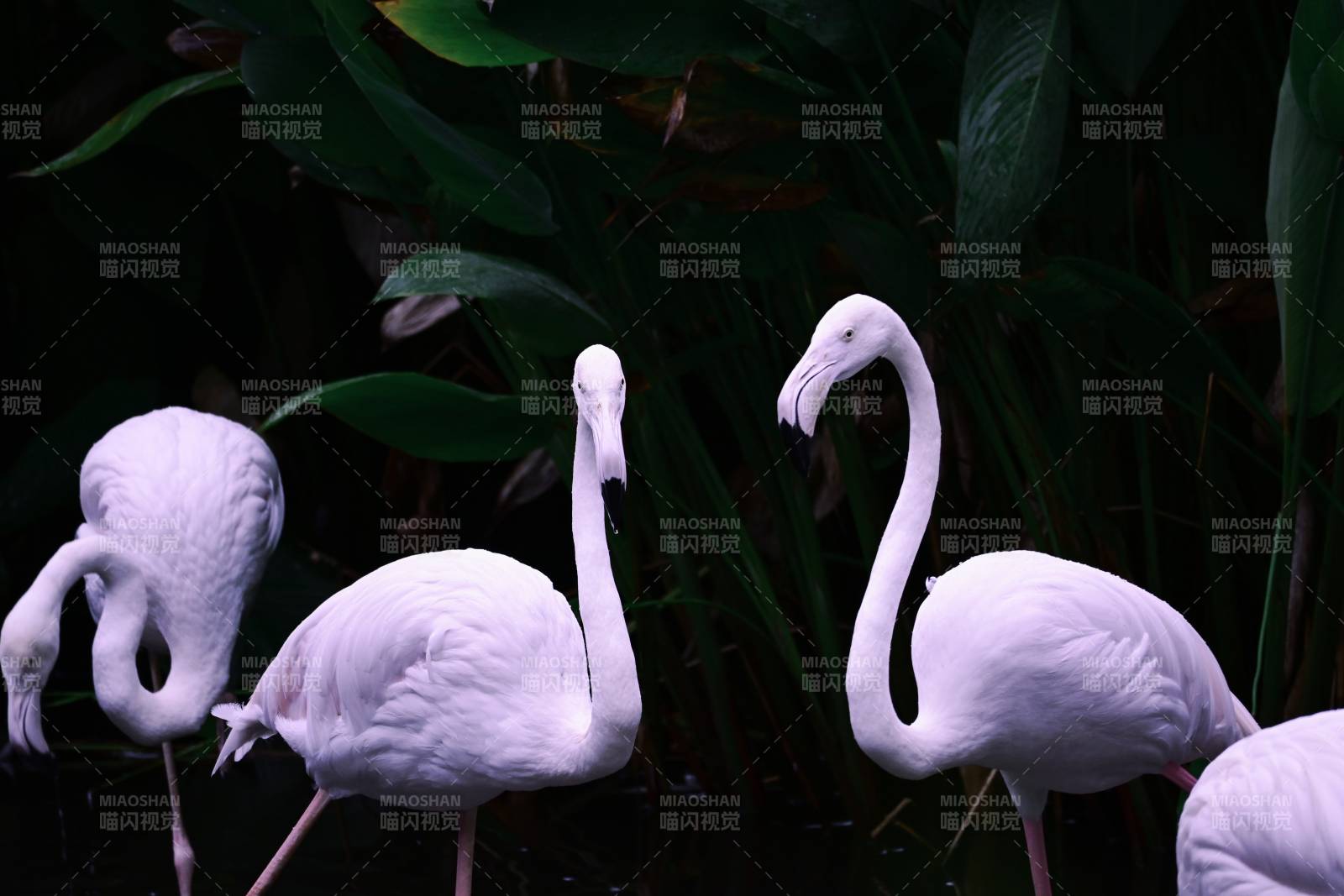 粉色火烈鸟在绿植间漫步图片