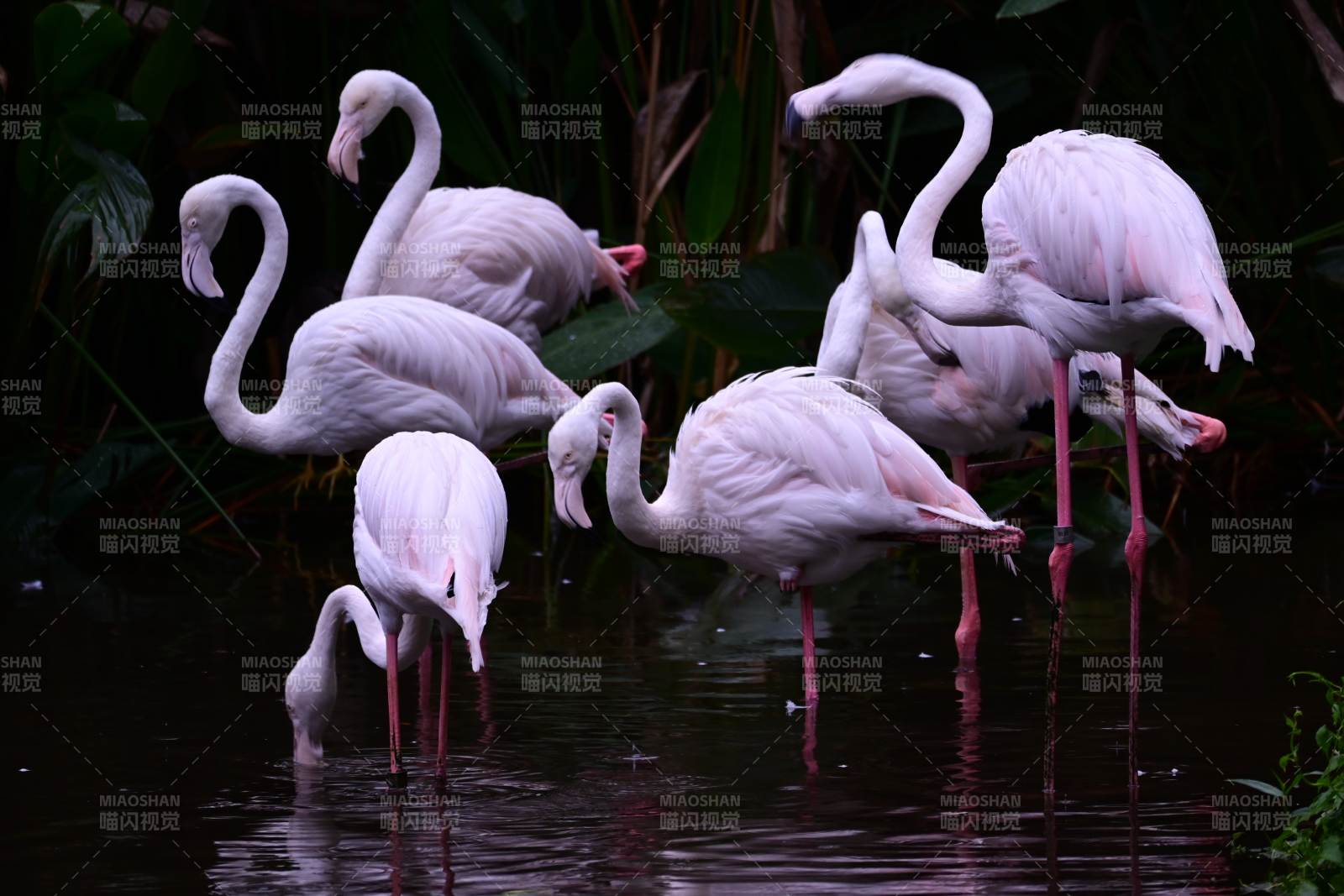粉红火烈鸟水中觅食图片