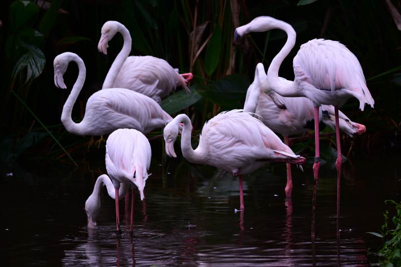 粉红火烈鸟水中觅食图片