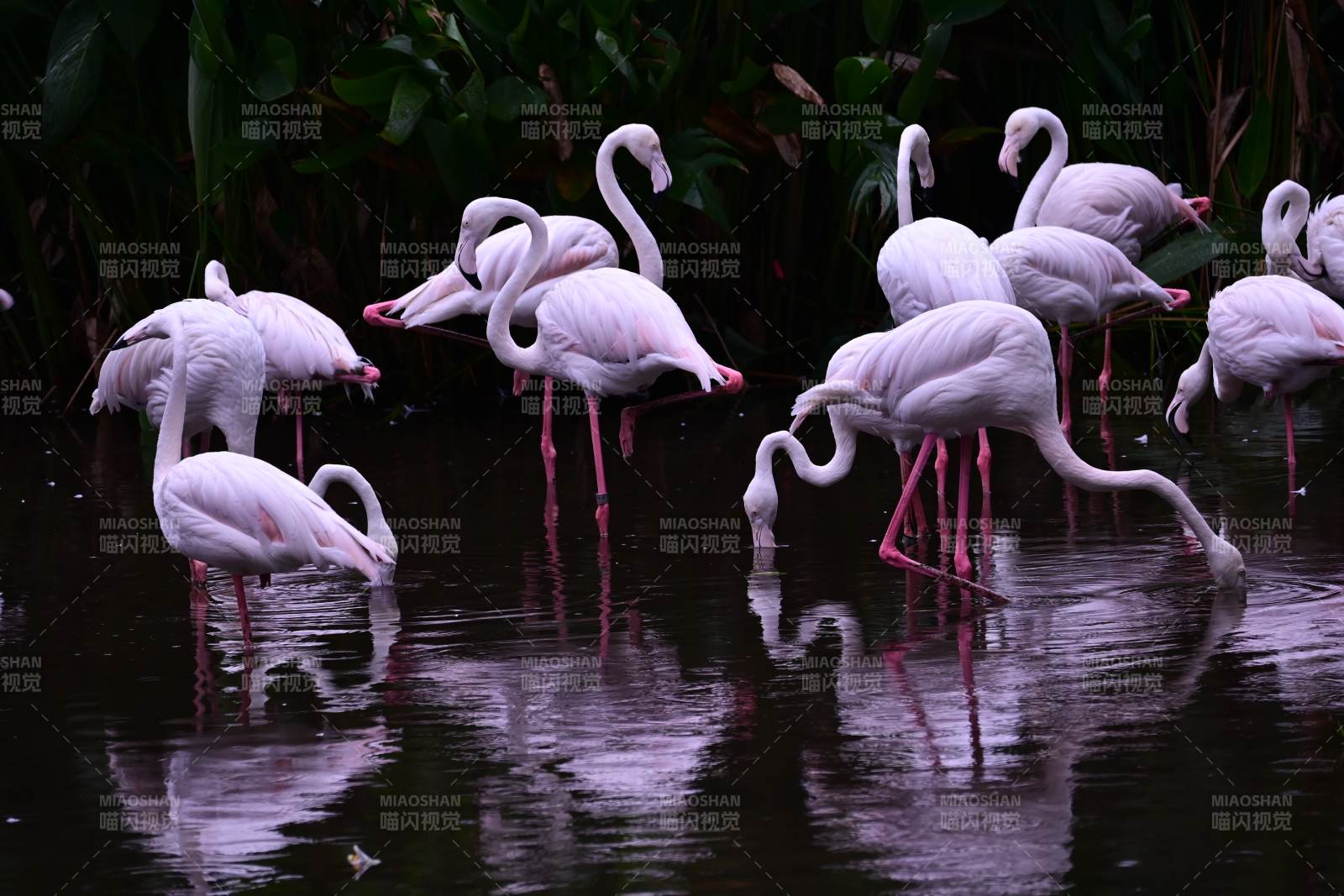 粉红火烈鸟水中觅食图片