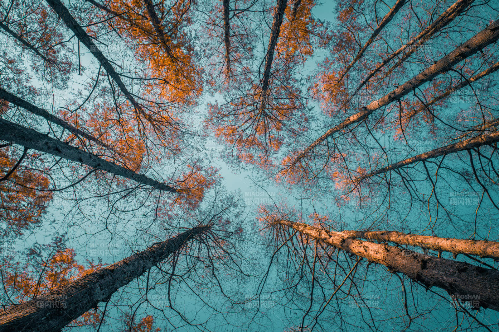 秋日曲院风荷水杉林图片