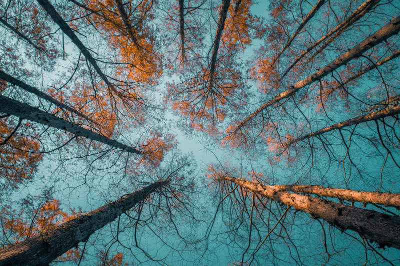 秋日曲院风荷水杉林图片