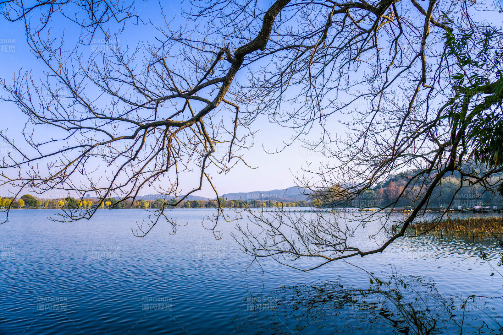 湖畔枝影映蓝天图片