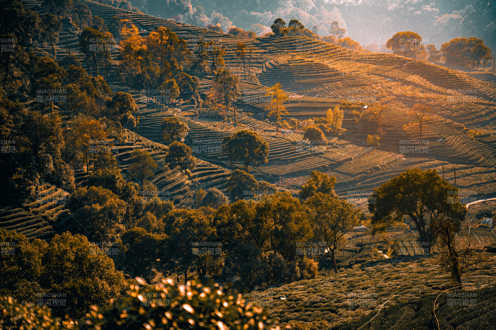 西湖龙井茶山 秋日美景图片