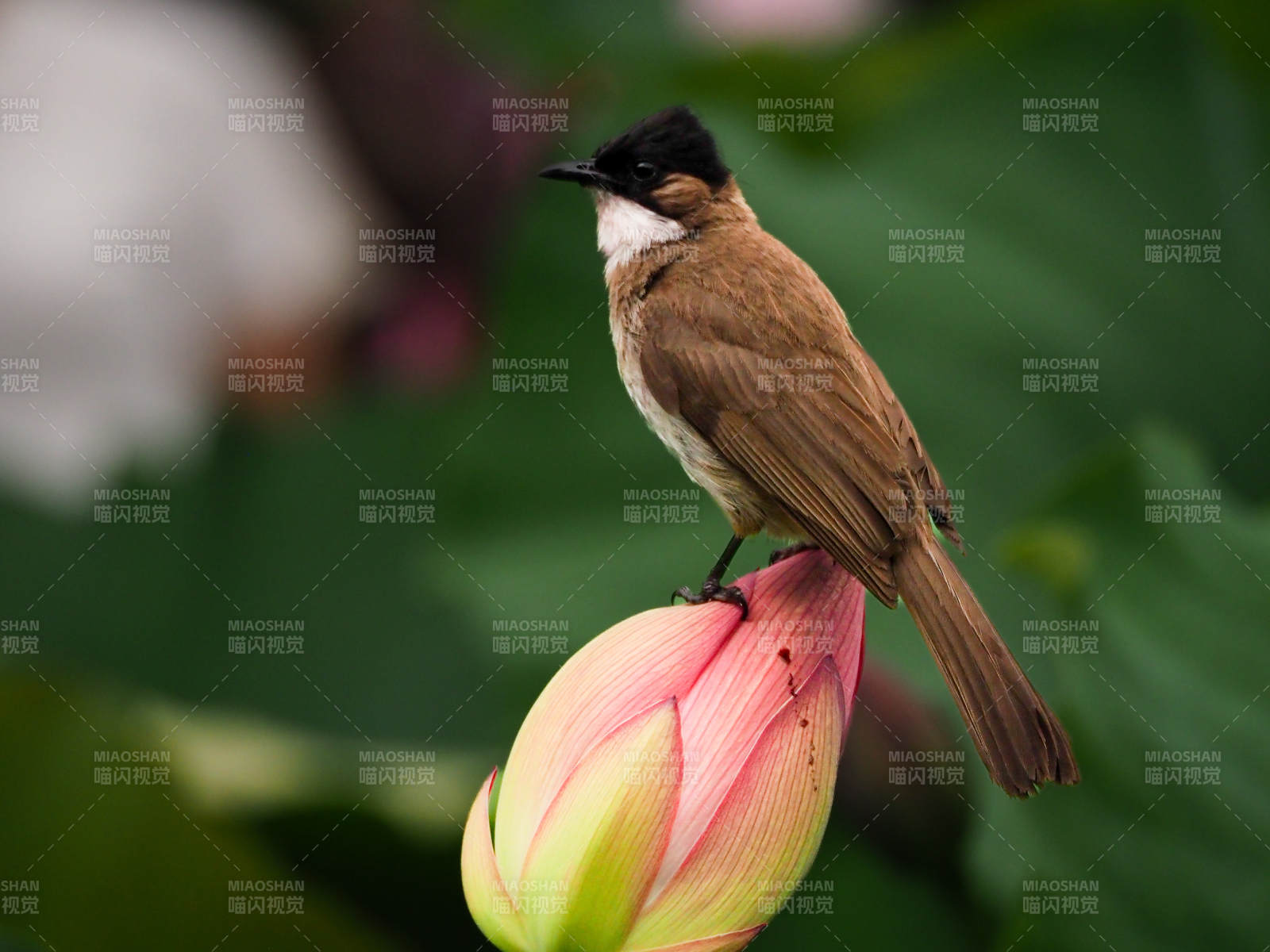 鸟栖莲花 静谧自然图片