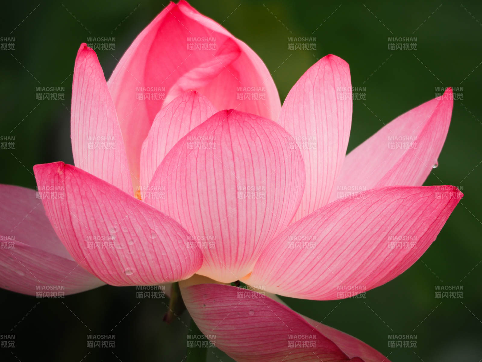 粉色莲花绽放之美图片