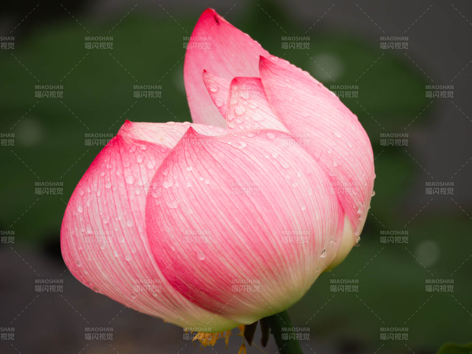 雨后粉莲含苞待放图片