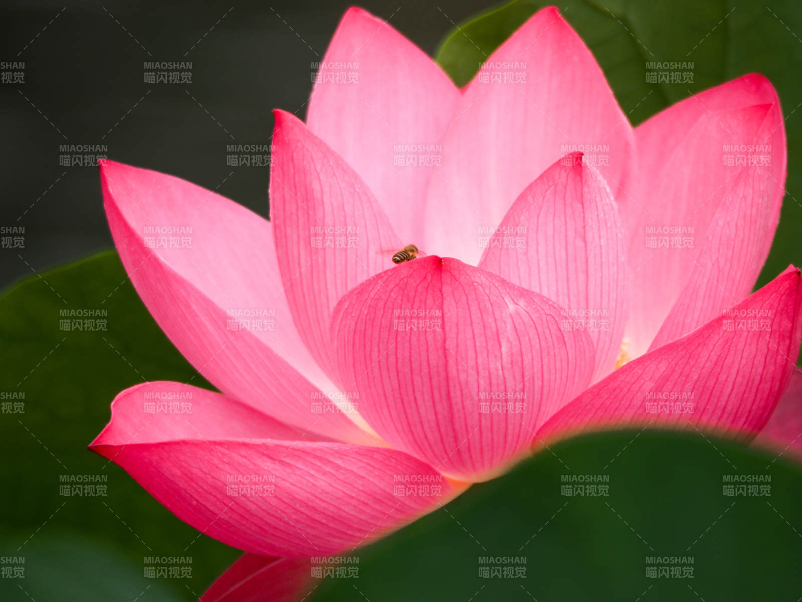 粉红莲花绽放之美图片