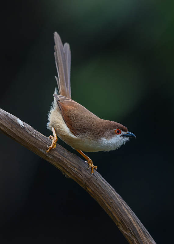 枝头小鸟静栖图，广西弄岗，金眼雀鹛图片