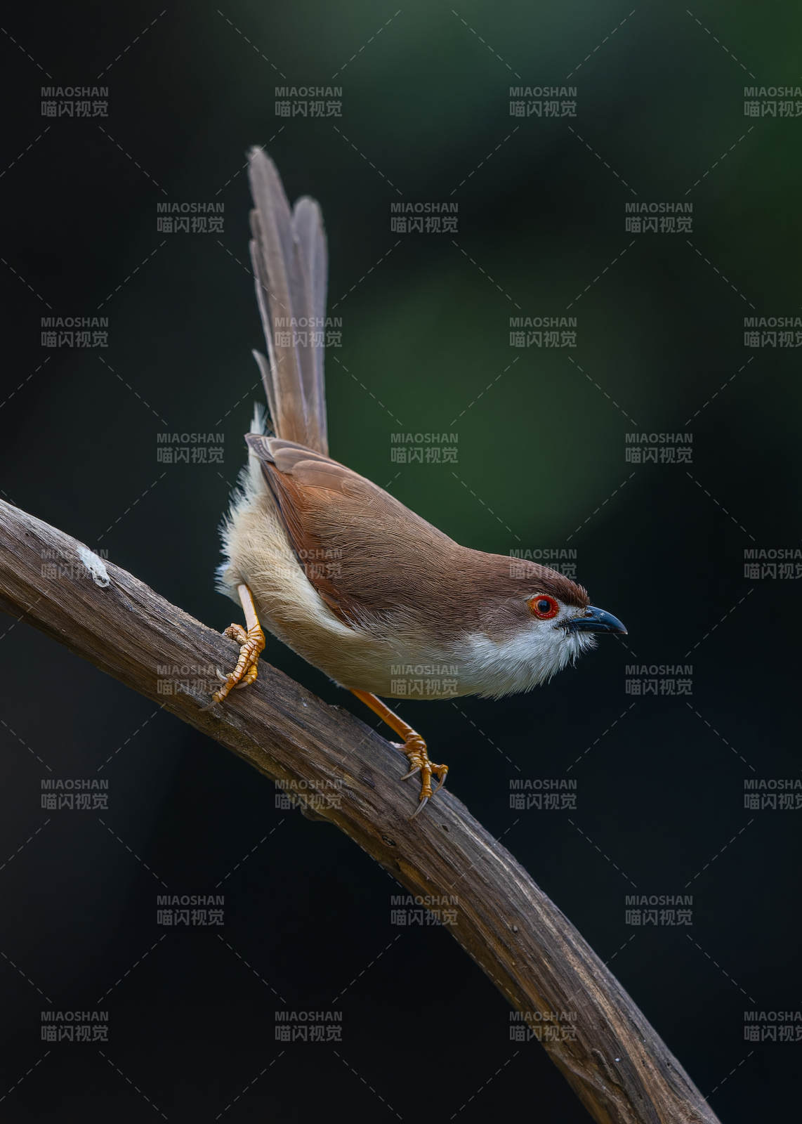 枝头小鸟静栖图，广西弄岗，金眼雀鹛图片