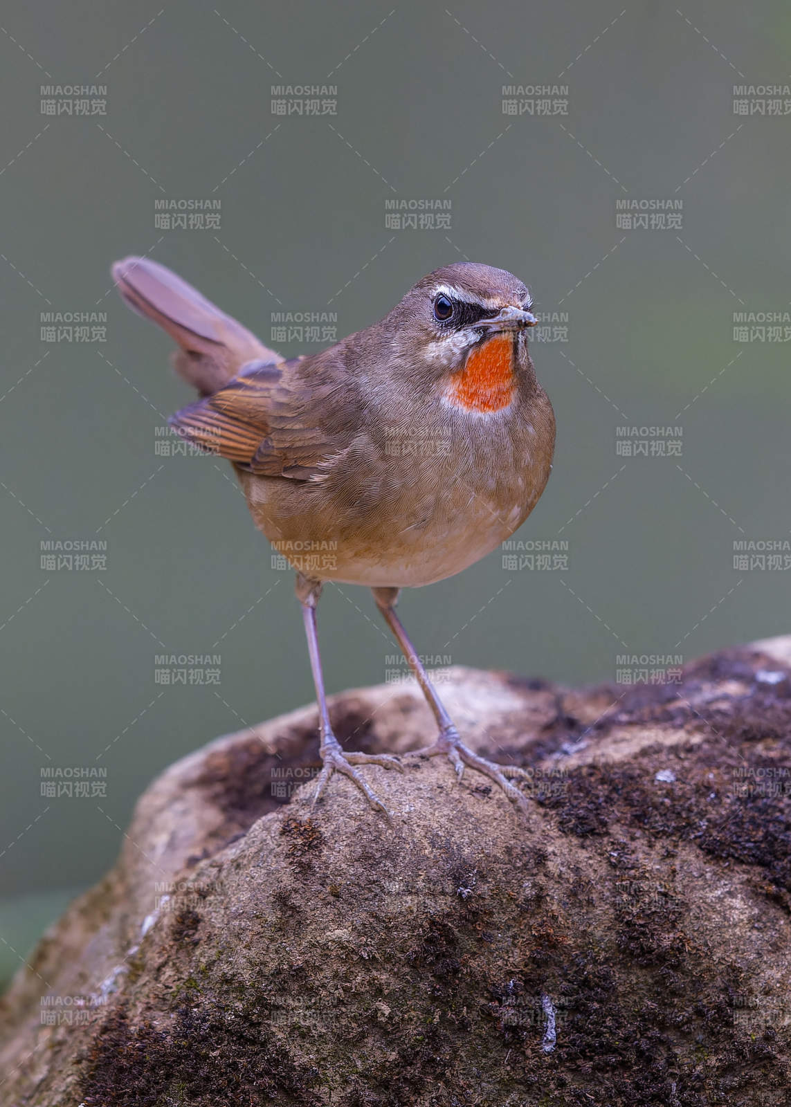 红喉歌鸲栖息石上图片