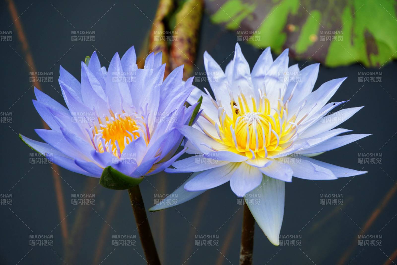 湖中双莲 静谧绽放图片