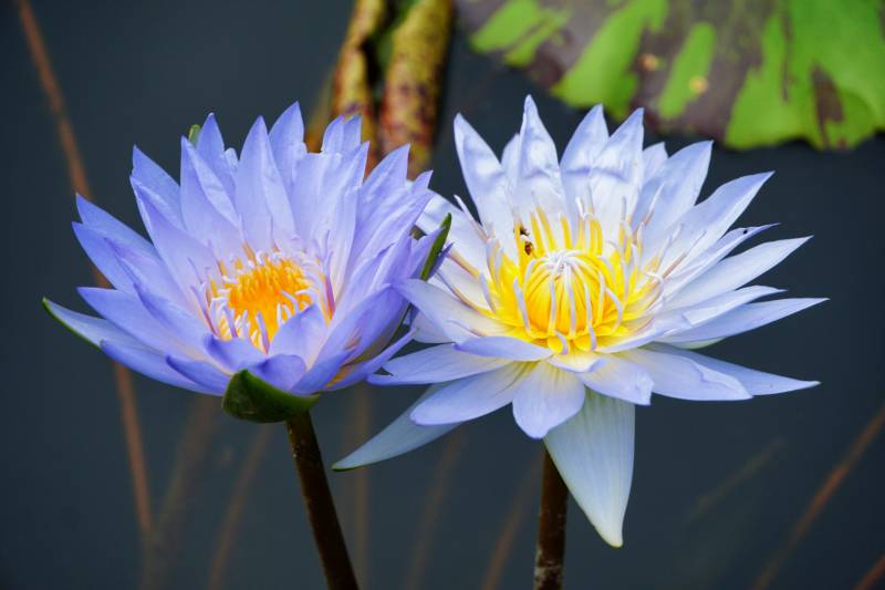 湖中双莲 静谧绽放图片