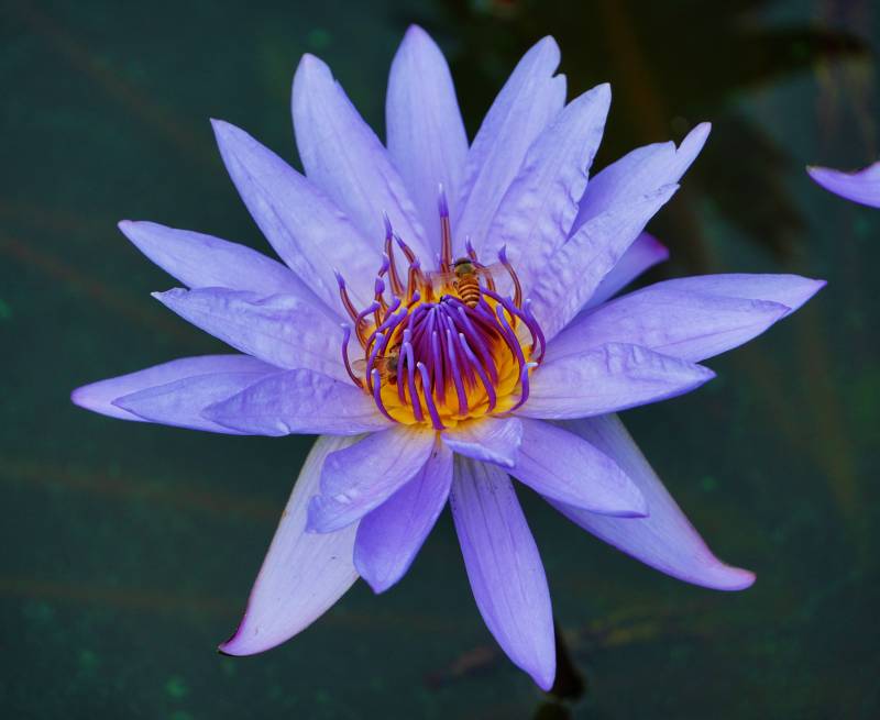 紫色莲花绽放水中图片