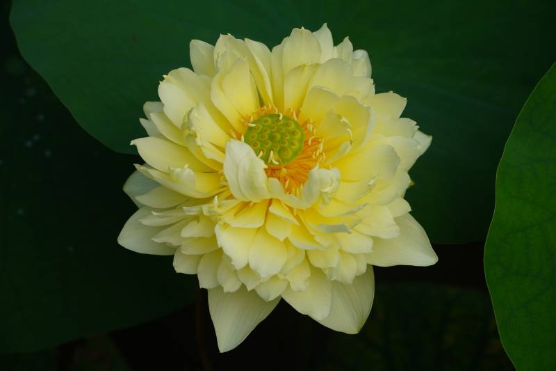 淡雅莲花静谧绽放图片