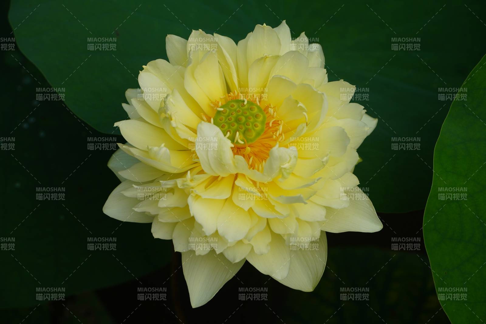 淡雅莲花静谧绽放图片