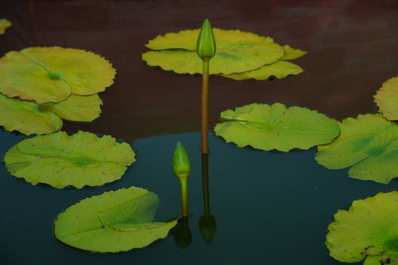 池塘中的莲花与荷叶图片