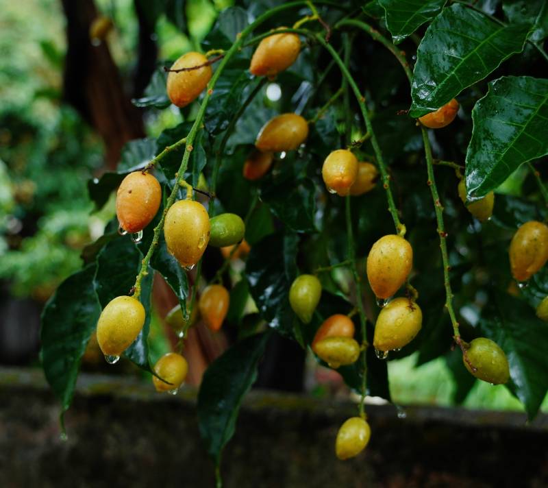 雨中黄皮果挂枝头图片