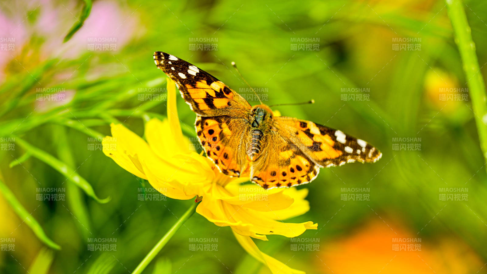 蝴蝶停驻黄色花朵上图片