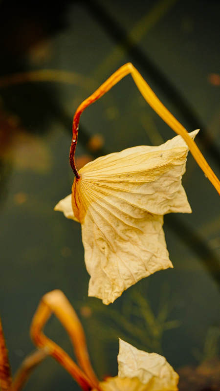 枯萎的花瓣在水中漂浮图片