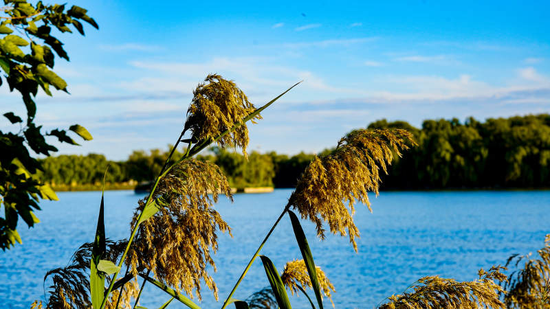 湖畔芦苇 夕阳映照图片