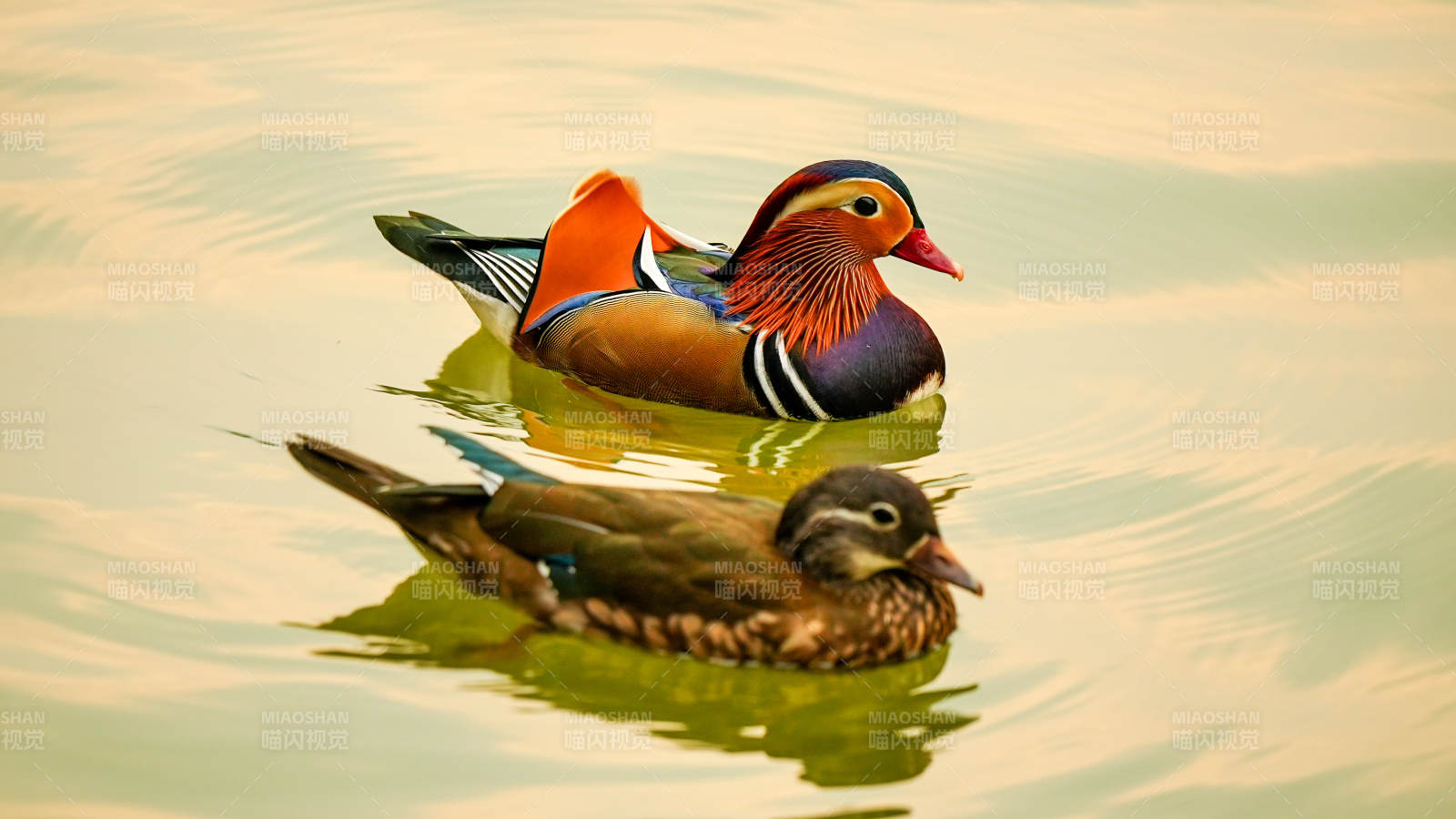 鸳鸯戏水 情意绵绵图片