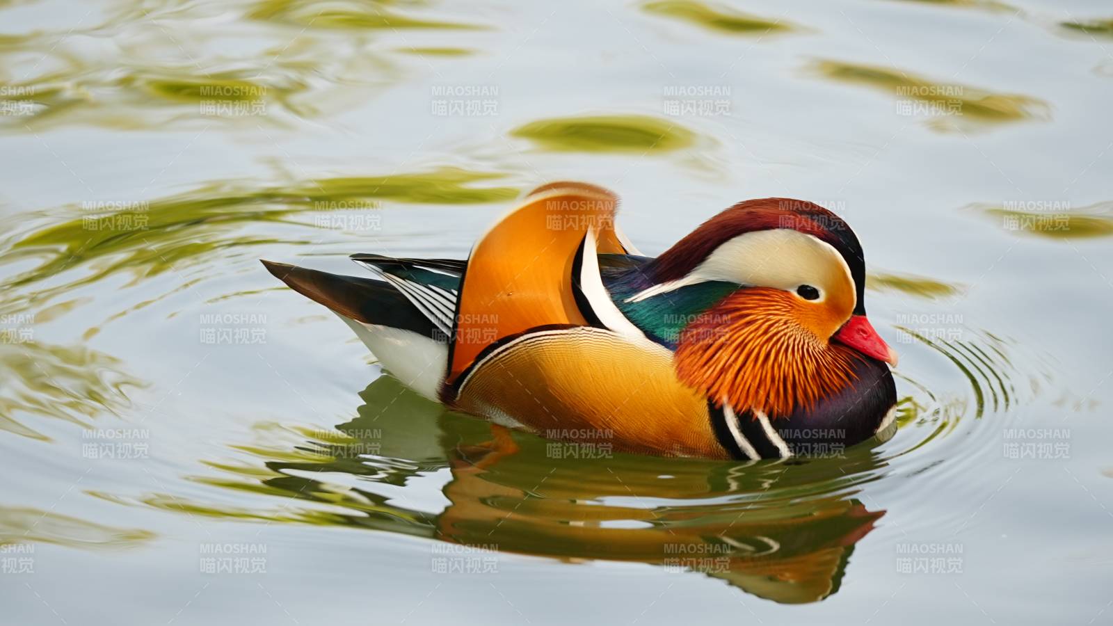 色彩斑斓的鸳鸯在水中游弋图片