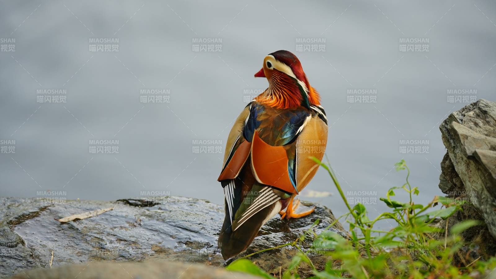 色彩斑斓的鸳鸯静立石上图片