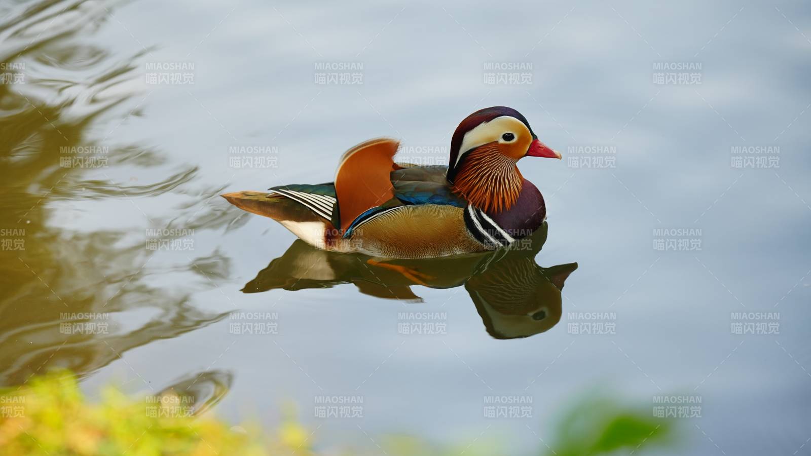 水中游弋的鸳鸯鸭图片