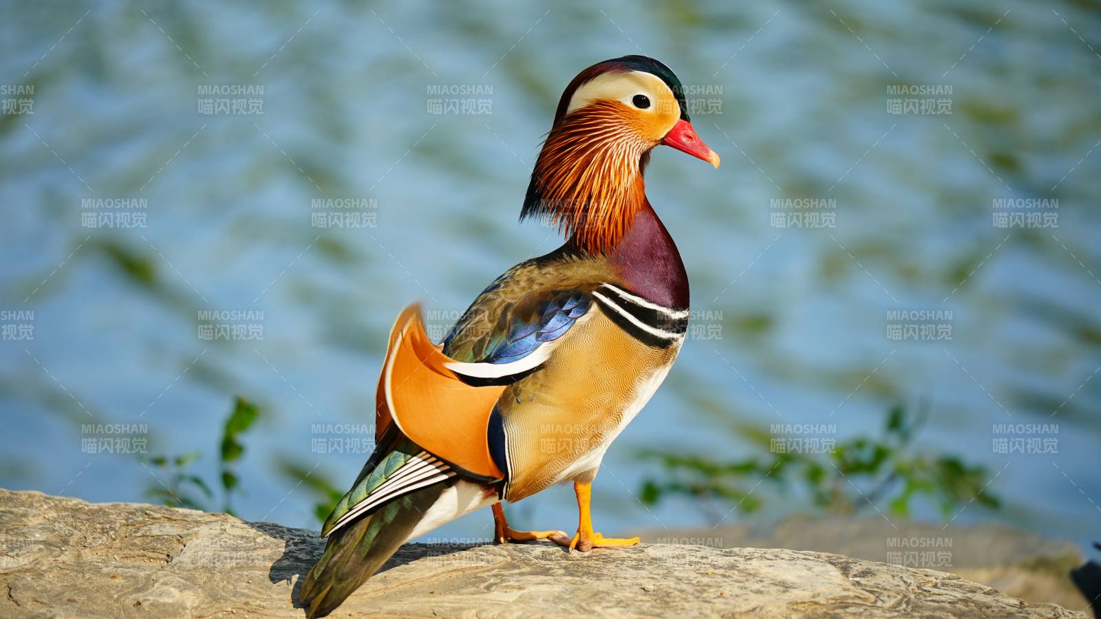 色彩斑斓的鸳鸯鸭图片