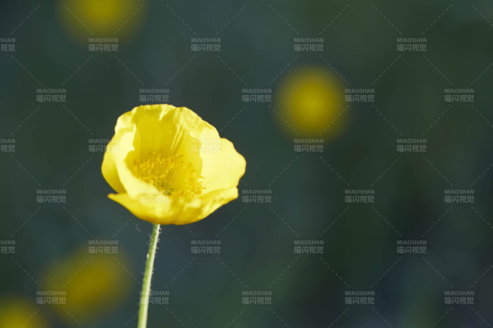 虞美人在风中摇曳图片