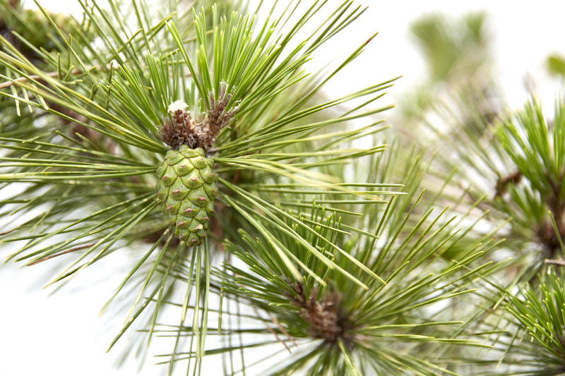 松枝上的嫩绿松果图片