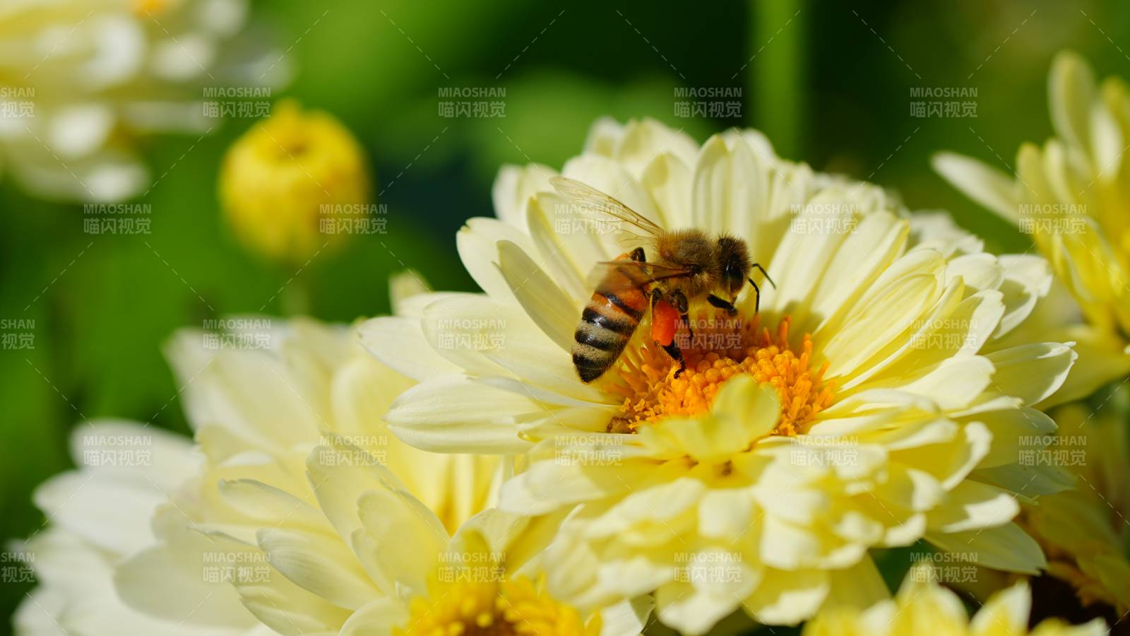 蜜蜂采蜜花间忙图片