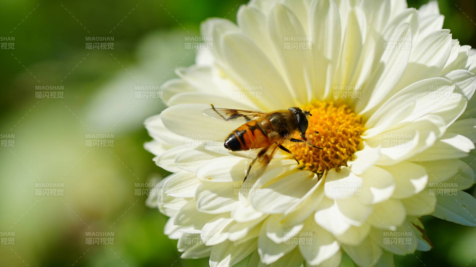蜜蜂采蜜于白花之上图片