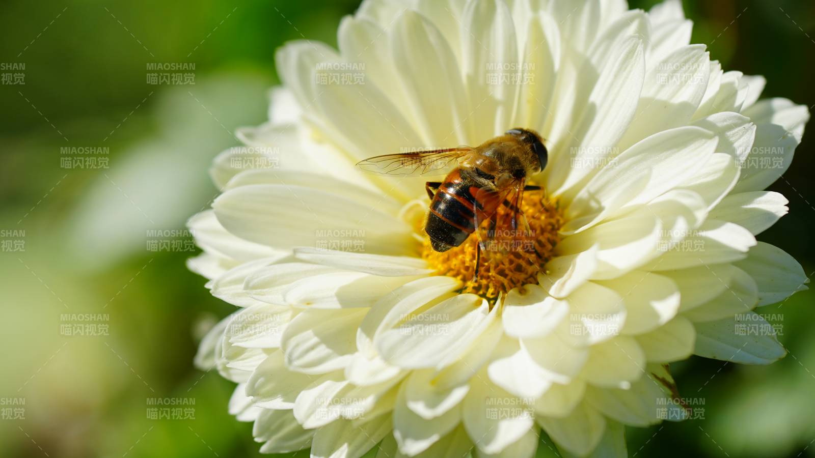 蜜蜂采蜜白花间图片