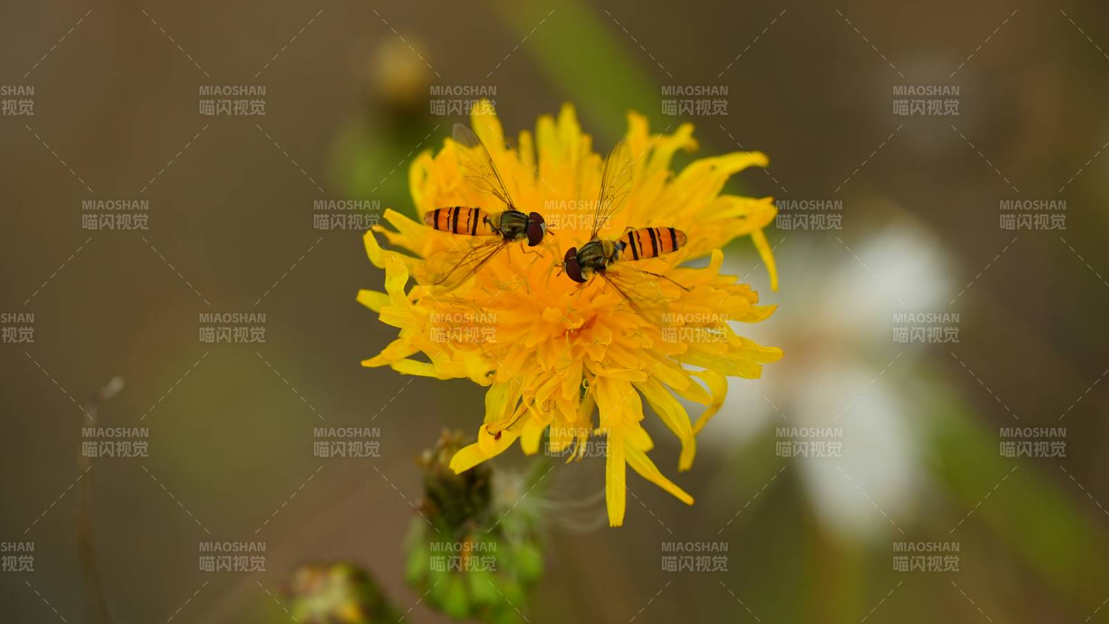 蜜蜂采蜜在黄花上图片