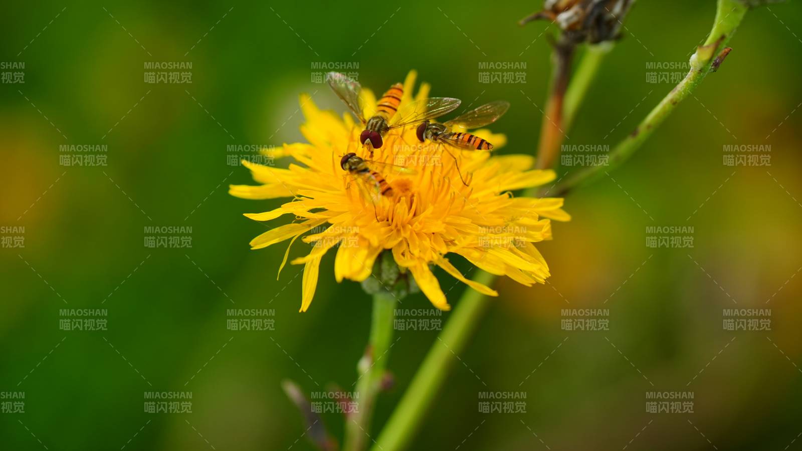 蜜蜂采蜜在黄花上图片