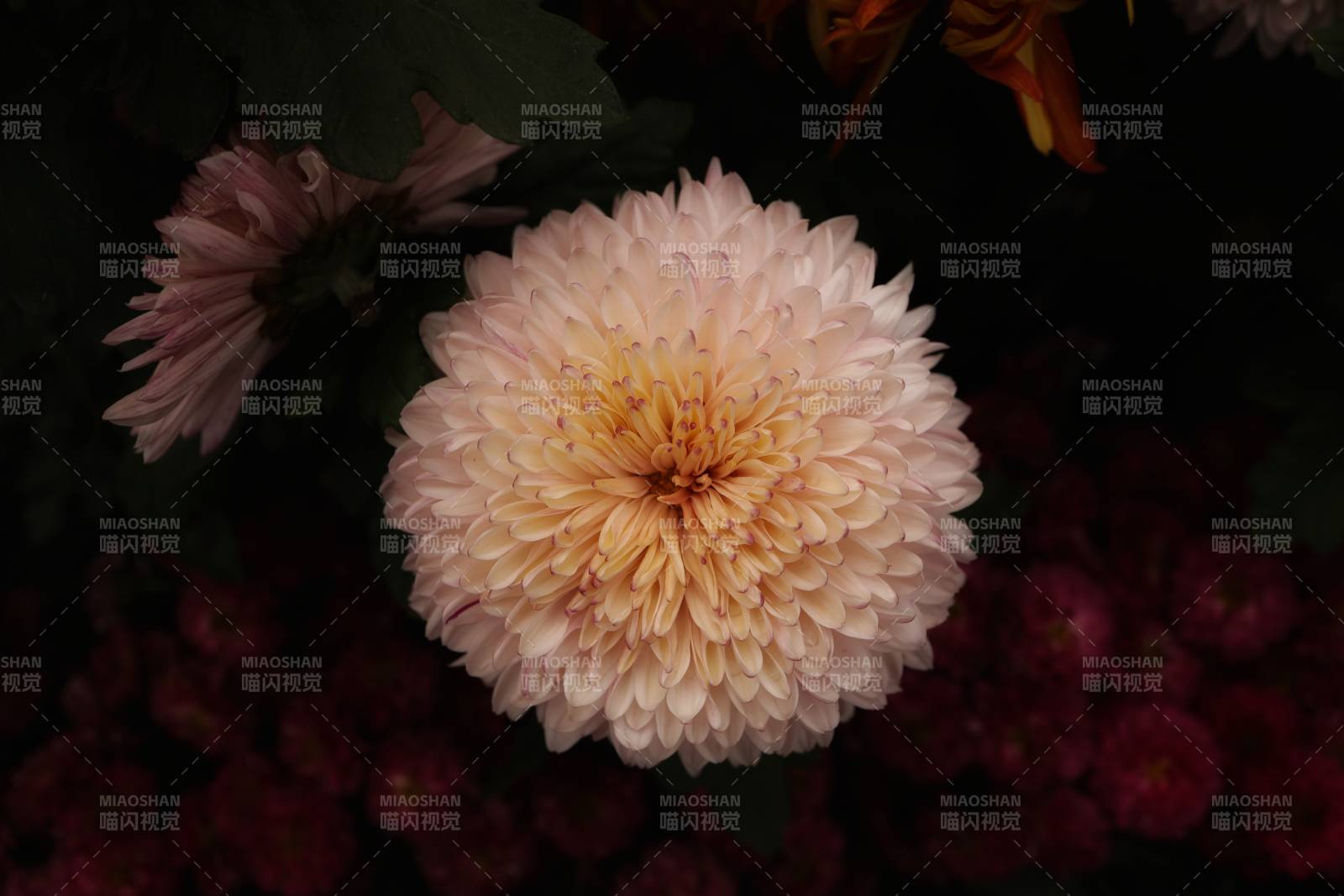 淡雅菊花 静谧绽放图片