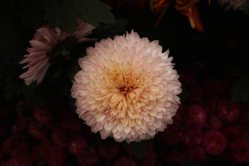 淡雅菊花 静谧绽放图片