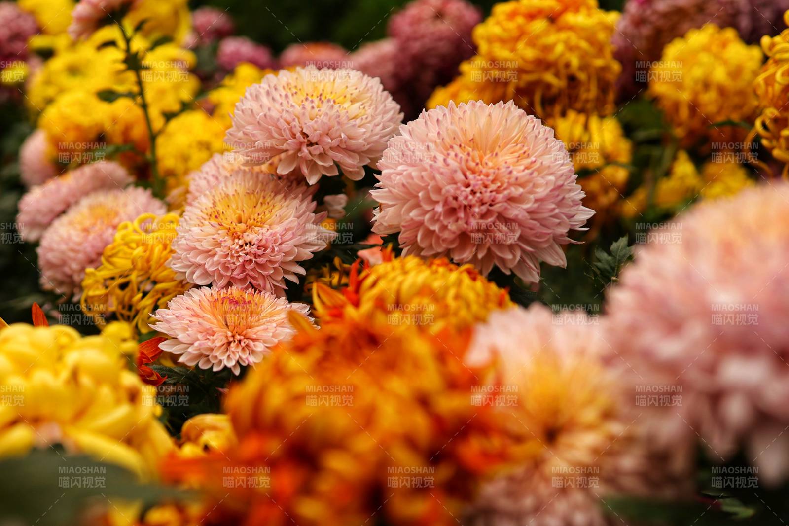 秋日菊花绽放美景图片