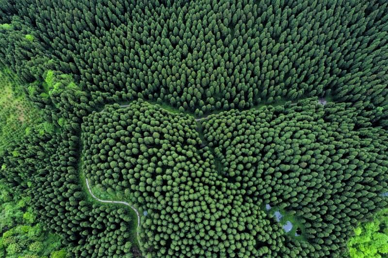 中坝森林俯瞰图图片