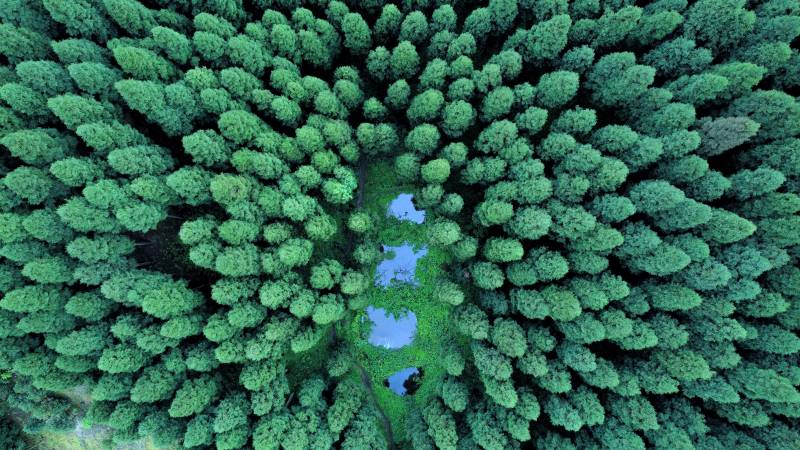 森林中央蓝色湖泊图片