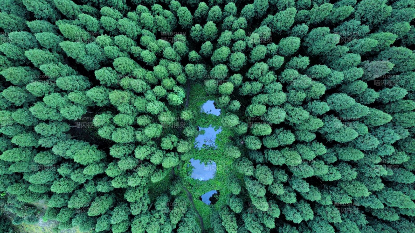 森林中央蓝色湖泊图片