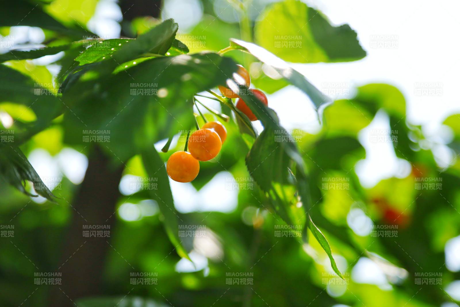 阳光下的橙色果实图片