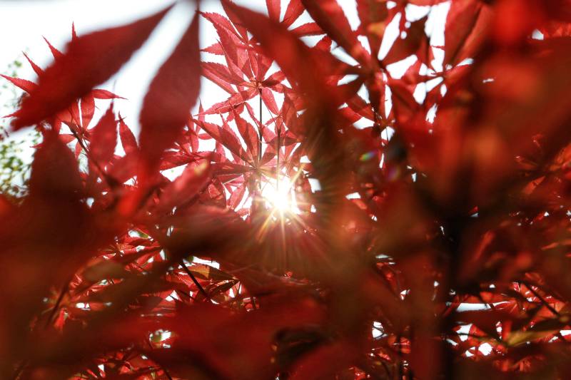 红叶映日 光影交错图片