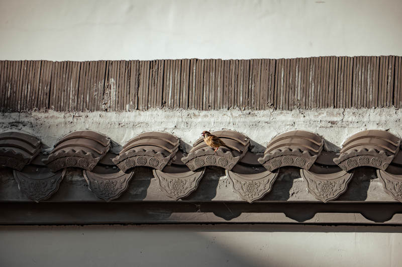 屋顶上的小鸟图片