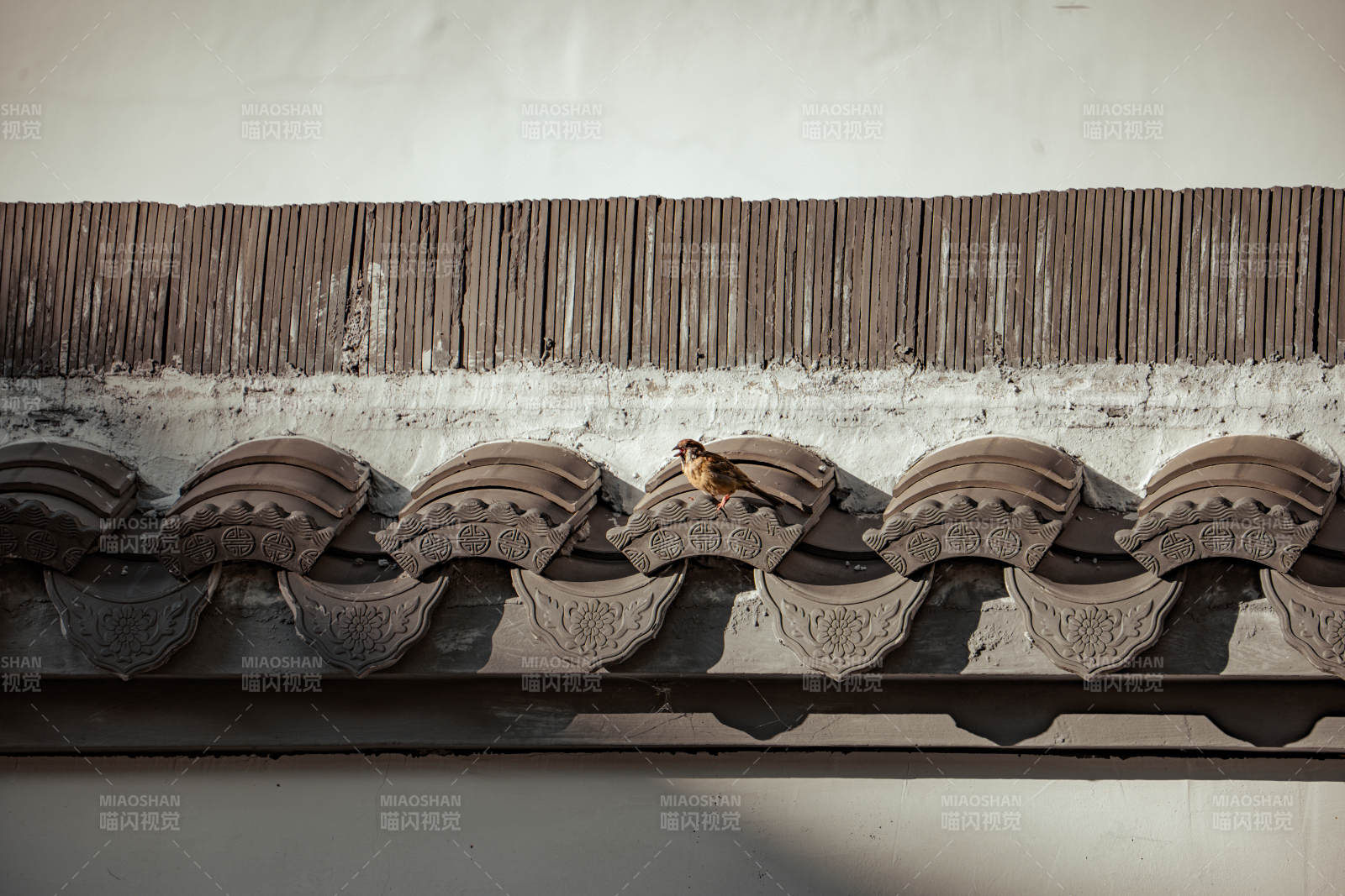屋顶上的小鸟图片